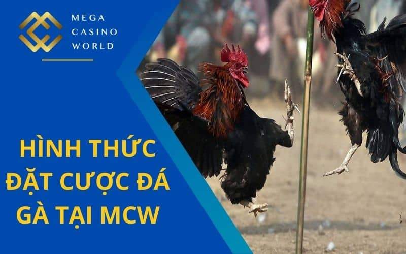 Cá cược đá gà cựa sắt và cựa dao đều có tại đá gà MCW Cá cược đá gà cựa sắt và cựa dao đều có tại đá gà MCW