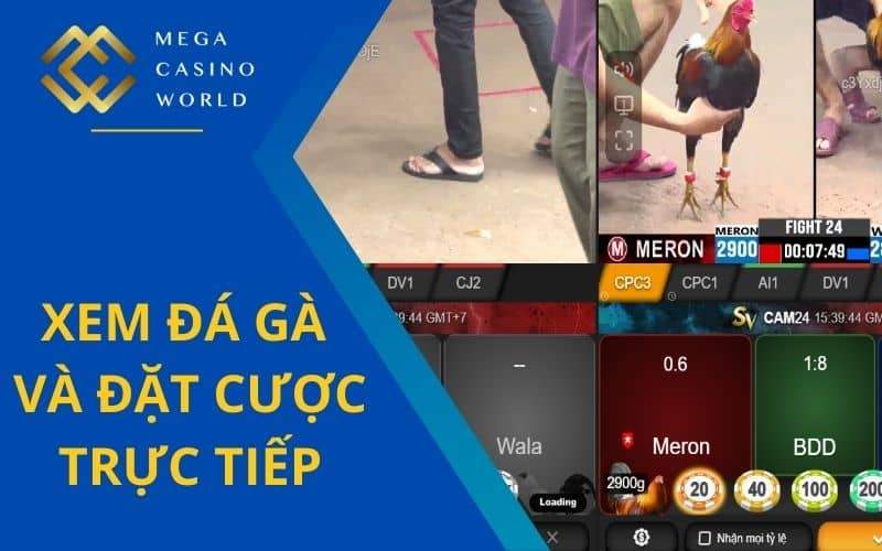 Người chơi có thể theo dõi trực tiếp và đặt cược đá gà Người chơi có thể theo dõi trực tiếp và đặt cược đá gà